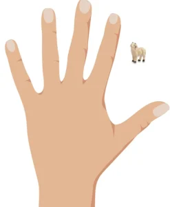 Schafe für Weihnachtskrippe - 6-tlg. Tierset Größe 2-3cm | 78054